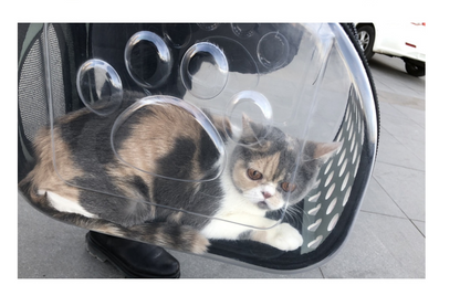 Bubble Window Pet Backpack — Transparent Carrier for Cats & Small Dogs
