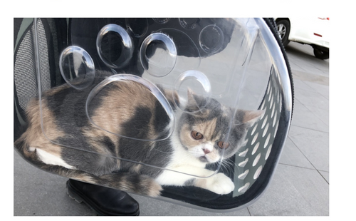 Bubble Window Pet Backpack — Transparent Carrier for Cats & Small Dogs